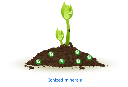 例）植物は根っこから酸を出し土を溶かすことによりミネラル分を吸収しています。